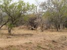 Entabeni--118